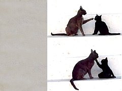Gatti (206)